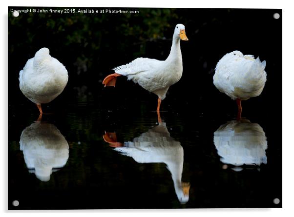 Aylesbury Ducks Acrylic by John Finney