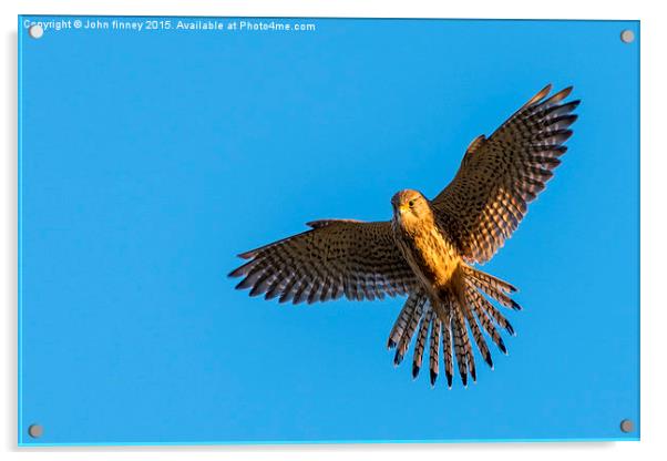 Wild kestrel sunrise Acrylic by John Finney