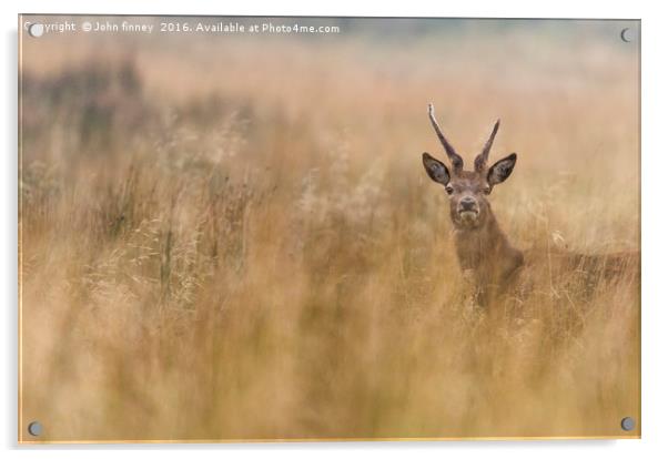 Wild Deer in Derbyshire Acrylic by John Finney
