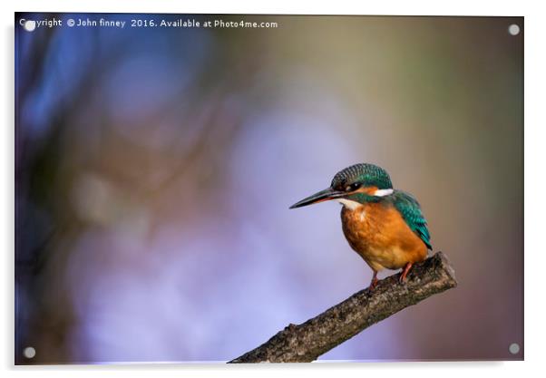 Kingfisher in a British Woodland Acrylic by John Finney