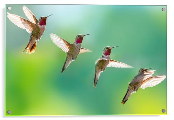 Humming bird sequence  Acrylic by John Finney
