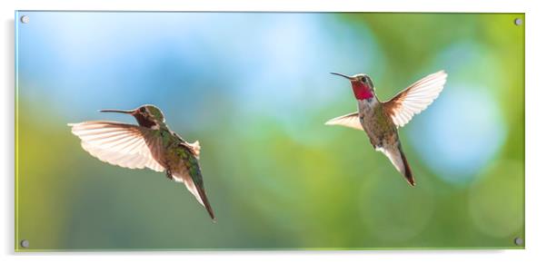 The Hummingbirds of Arizona  Acrylic by John Finney