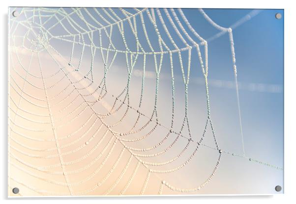 Spiders Web Acrylic by John Finney