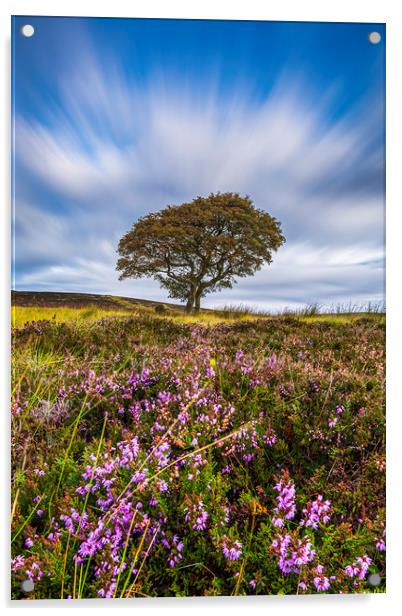 Crookstone Hill purple heather Acrylic by John Finney