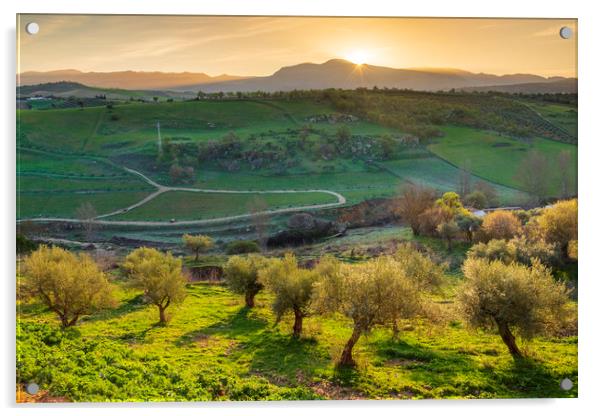 Olive orchards at sunrise, Ronda, Puente Nuevo.  Acrylic by John Finney