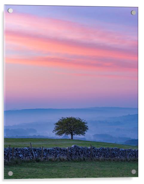  Derbyshire Dales Hawthorn Tree Acrylic by John Finney