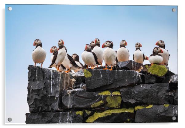 Puffins mothers meeting.  Acrylic by John Finney