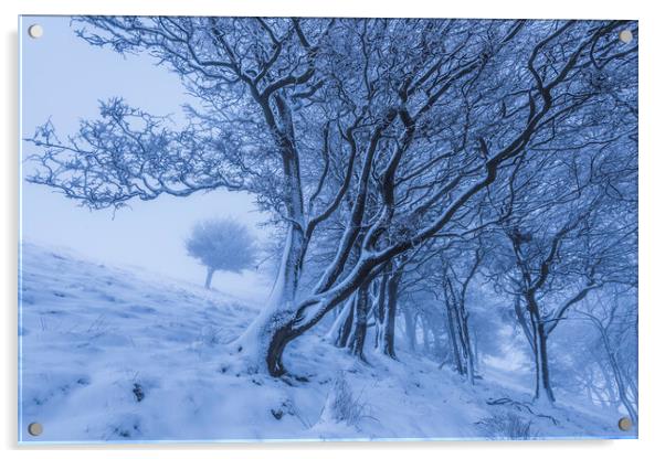 Rushup Edge Trees in Winter Acrylic by John Finney