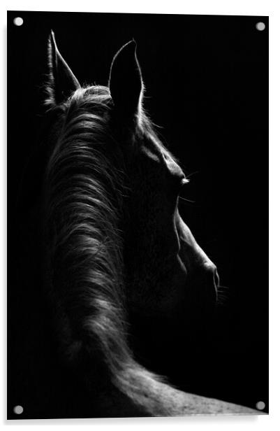 Stallion Portrait Acrylic by John Finney