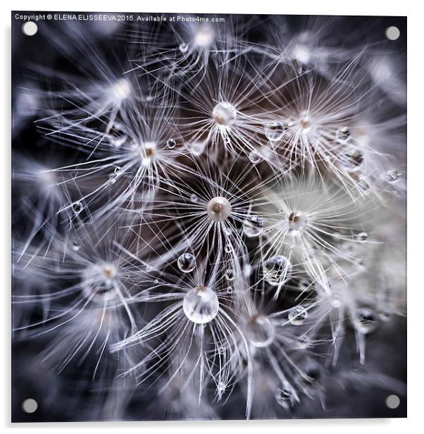 Dandelion seeds with water drops Acrylic by ELENA ELISSEEVA