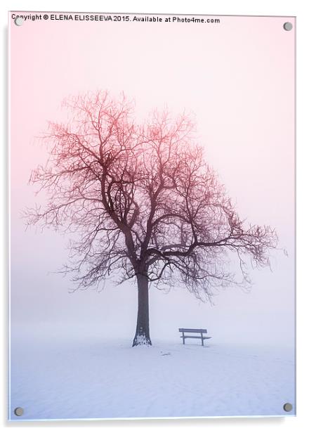 Winter tree in fog at sunrise Acrylic by ELENA ELISSEEVA