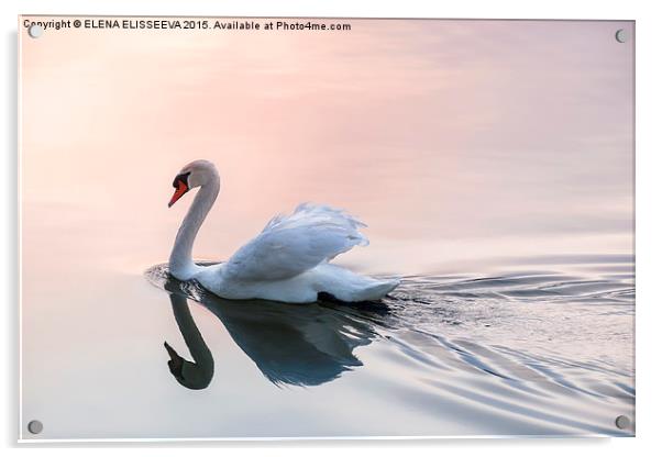 Sunset swan Acrylic by ELENA ELISSEEVA
