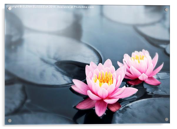 Lotus blossoms Acrylic by ELENA ELISSEEVA