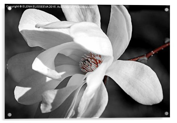 Magnolia flower Acrylic by ELENA ELISSEEVA