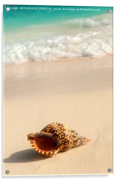 Seashell and ocean wave Acrylic by ELENA ELISSEEVA