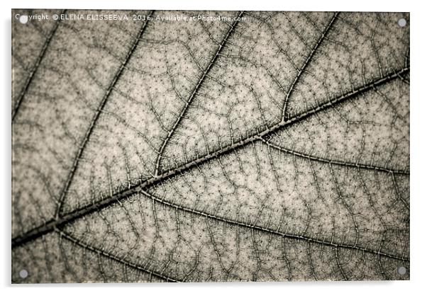 Tree leaf texture Acrylic by ELENA ELISSEEVA