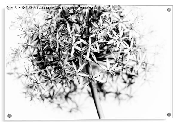 Flowering onion Acrylic by ELENA ELISSEEVA