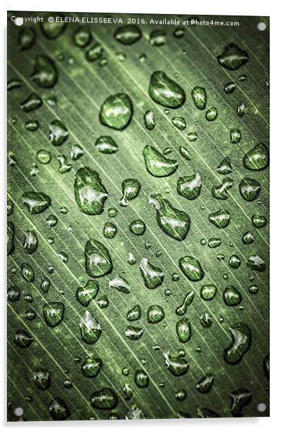 Green leaf with raindrops Acrylic by ELENA ELISSEEVA