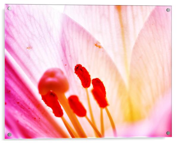 Lilly  flower closeup Acrylic by Dariusz Miszkiel