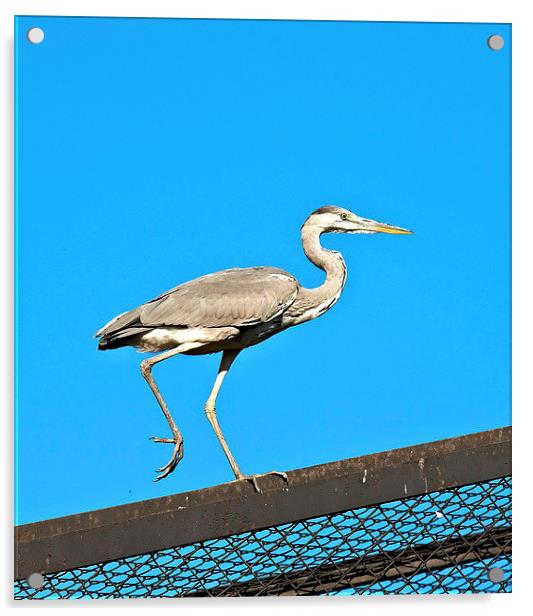 Heron on the roof Acrylic by Dariusz Miszkiel
