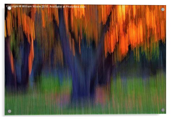 Tree Grove In Fall  Acrylic by William Moore