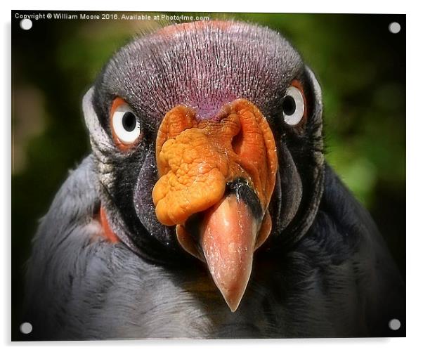  King Vulture Acrylic by William Moore