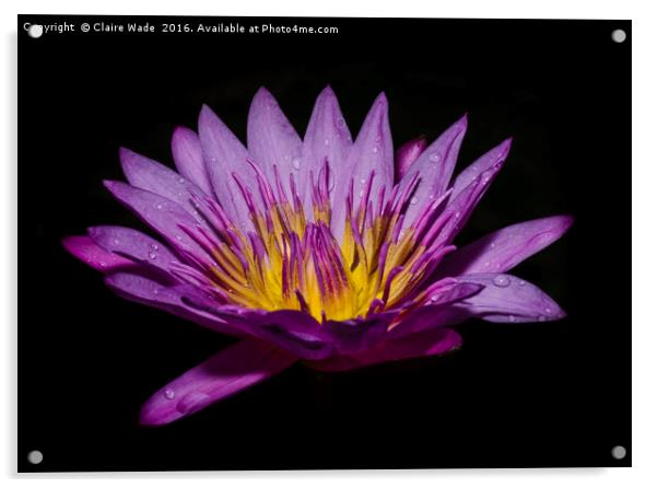 Pink lotus flower on black background  Acrylic by Claire Wade