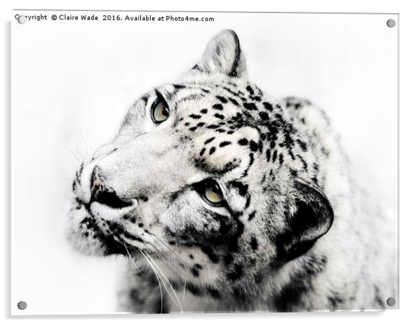 Snow Leopard on White Acrylic by Claire Wade