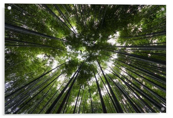 Bamboo Forest Canopy on a sunny day in Japan Acrylic by Claire Wade