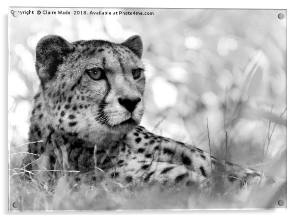 Cheetah in Black and White Acrylic by Claire Wade
