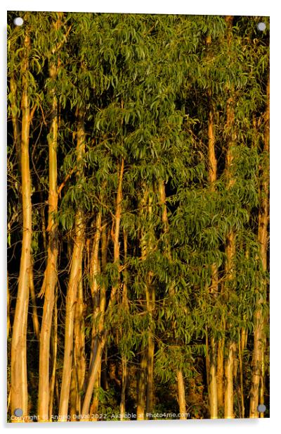 Eucalyptus Trees Background Acrylic by Angelo DeVal