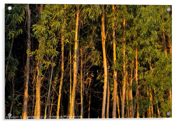 Eucalyptus Forest at Sunset Acrylic by Angelo DeVal
