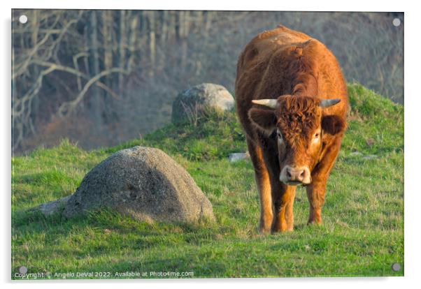 Brown Cow In The Algarve Countryside Acrylic by Angelo DeVal