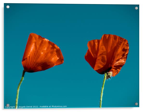 Just Two Red Poppies Acrylic by Angelo DeVal
