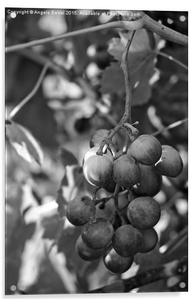 Mediterranean Grapes in Monochrome  Acrylic by Angelo DeVal