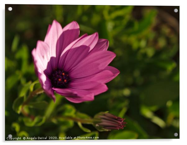 Purple garden flower Acrylic by Angelo DeVal