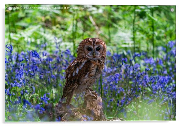 Tawny Owl Acrylic by Beata Aldridge