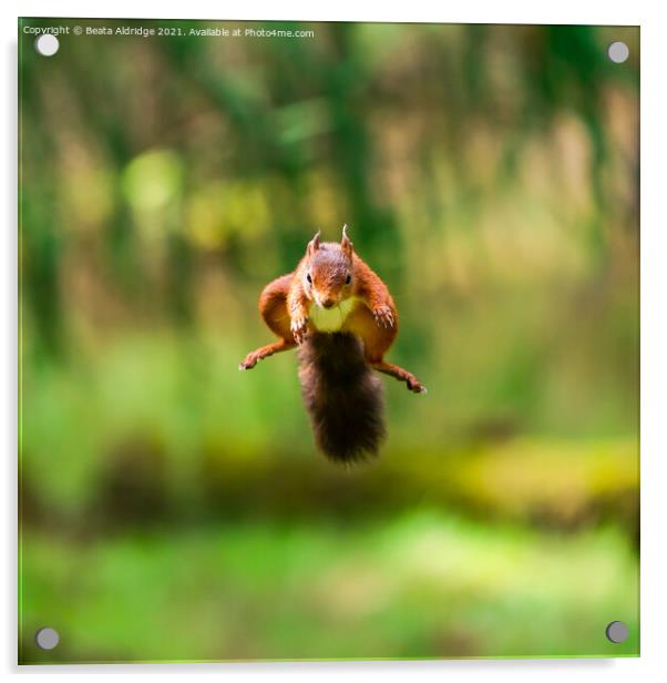 Red Squirrel jumping Acrylic by Beata Aldridge