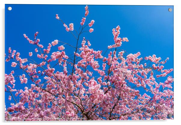 Pink tree Acrylic by Beata Aldridge