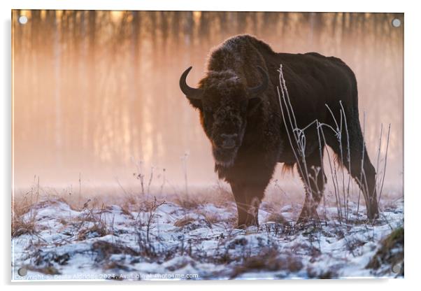 European bison (Bison bonasus) Acrylic by Beata Aldridge