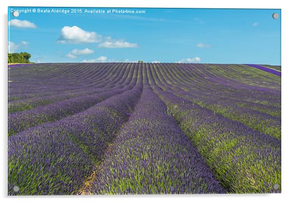 Lavender field Acrylic by Beata Aldridge
