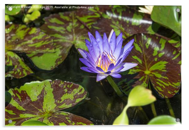 Blue water lily Acrylic by Beata Aldridge