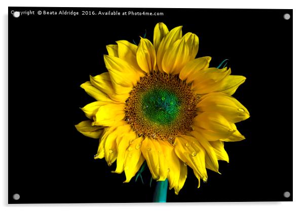 Sunflower Acrylic by Beata Aldridge