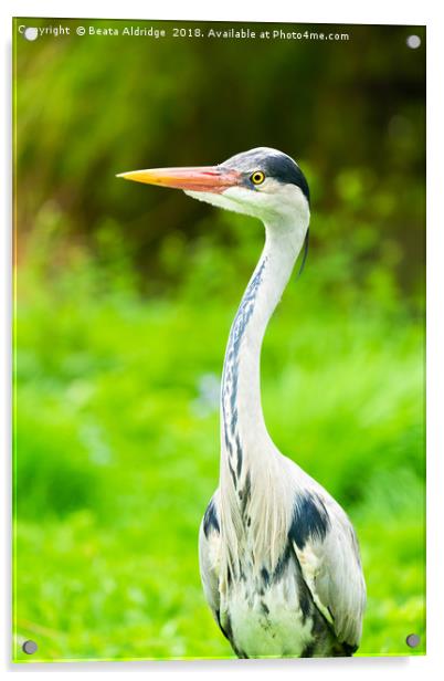 Portrait of a Heron Acrylic by Beata Aldridge