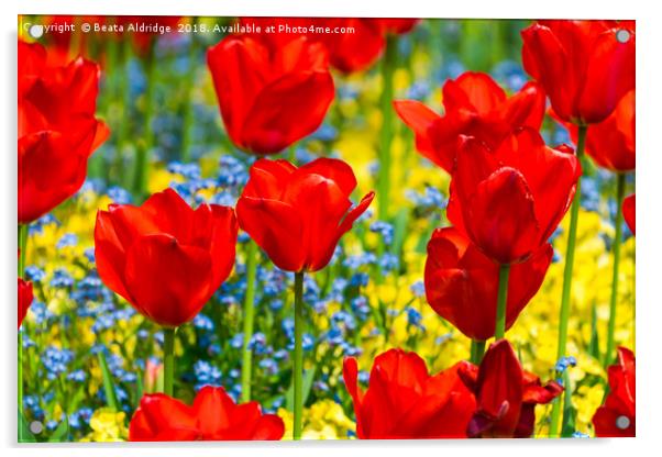 Beautiful red tulips Acrylic by Beata Aldridge