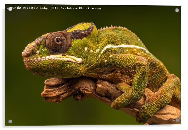 Panther chameleon (Furcifer pardalis) Acrylic by Beata Aldridge