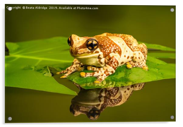 Amazon milk frog (Trachycephalus resinifictrix). Acrylic by Beata Aldridge