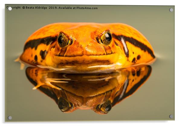 Tomato frog (Dyscophus) with reflection in the wat Acrylic by Beata Aldridge