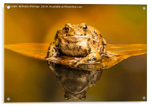 Common toad (Bufo Bufo) Acrylic by Beata Aldridge