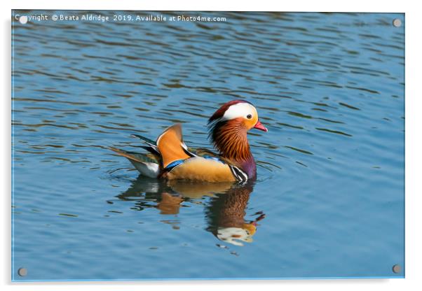 Mandarin duck (Aix galericulata). Acrylic by Beata Aldridge